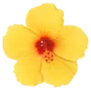 🌺