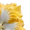 💛