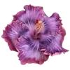 🌺