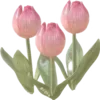 🌷