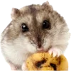 🐹