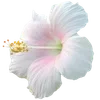🌺