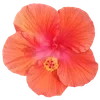 🌺