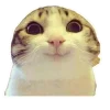 😾