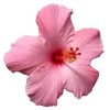 🌺