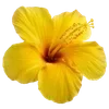 🌺
