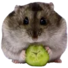 🐹