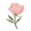 🌹