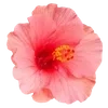 🌺