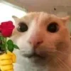 🌹