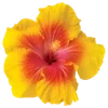 🌺