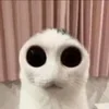 🙀