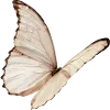 🦋