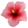 🌺
