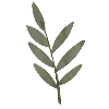🌿
