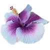 🌺