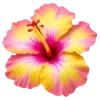 🌺
