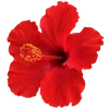 🌺