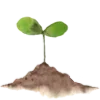 🌱