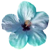 🌺