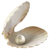🐚