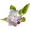 🌸