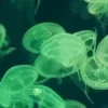 🤩