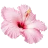 🌺