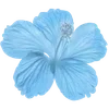🌺