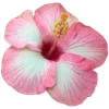 🌺