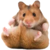 🐹