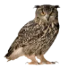 🦉