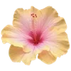 🌺