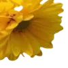 💛