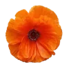 🌼