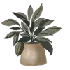 🪴