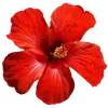 🌺