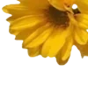 💛