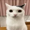 🙀