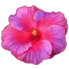 🌺