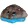 🐹