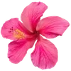 🌺