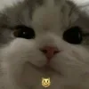 😼