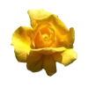 💛