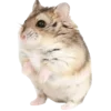 🐹