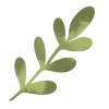 🌱