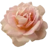 🌹