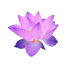 🌸