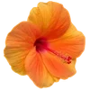 🌺