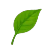 🍃